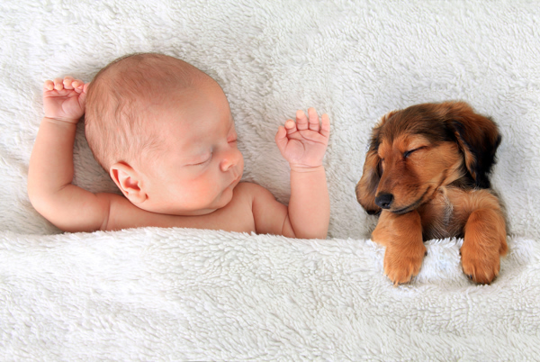 ajs, angels, kennel, dog, breeder, minnesota, usda